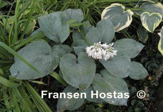 Hosta Rembrandt Blue